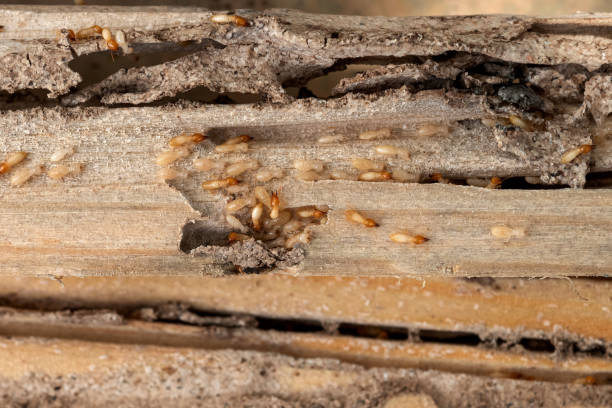 Best Wasp Removal Services  in Livonia, MI
